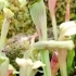 Sarracenia alata -- Blasse Schlauchpflanze